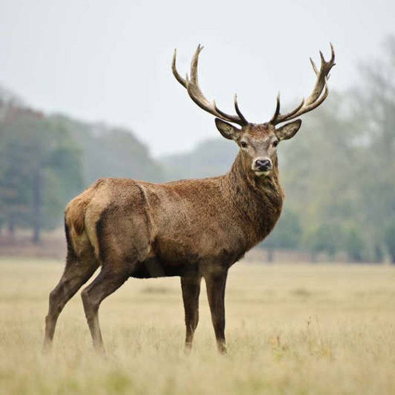 Deer Antler Cane