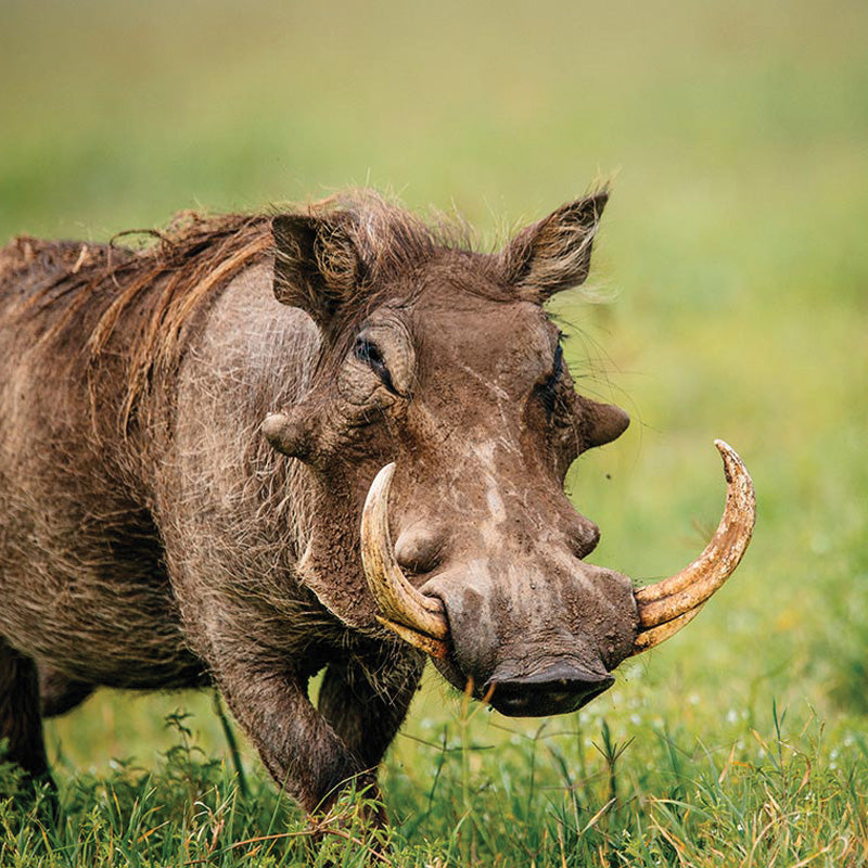 Warthog Tusk Cane