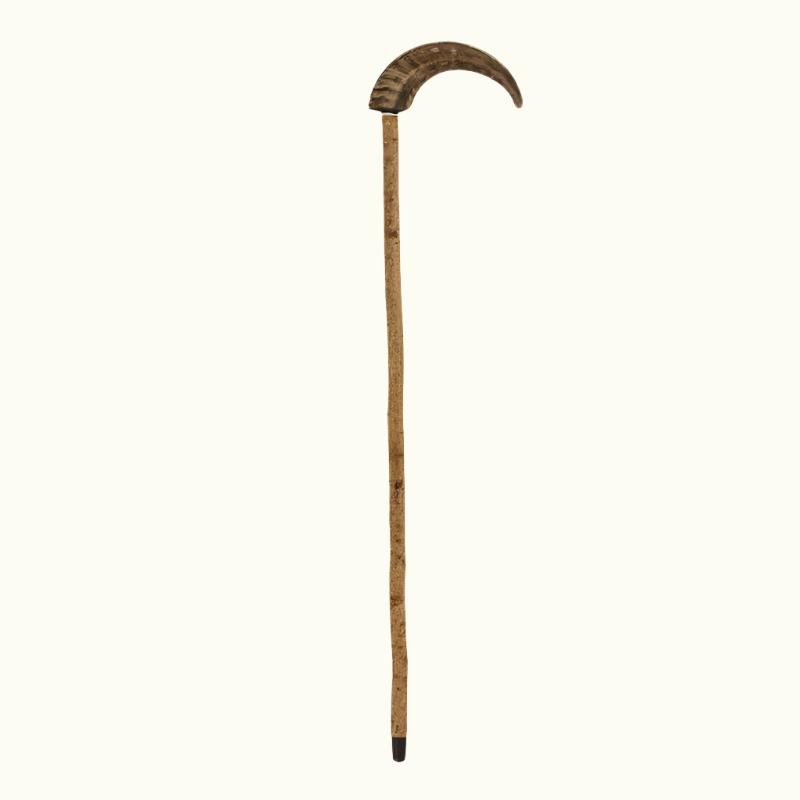 Mutton Horn Cane