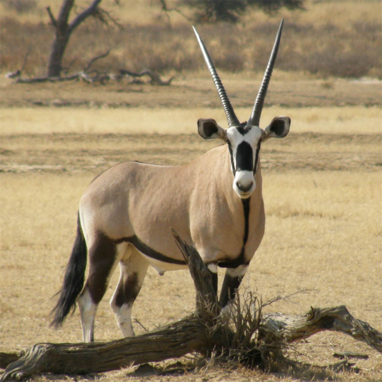 Oryx Horn Umbrella - Umbrella